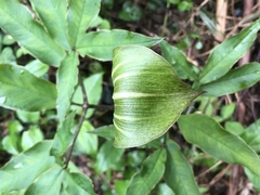 Arisaema japonicum