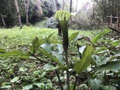 Arisaema japonicum