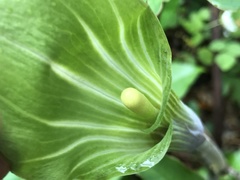 Arisaema japonicum
