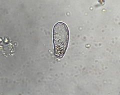 Euglyphidae