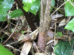 Arisaema japonicum
