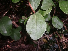 Pterocelastrus tricuspidatus