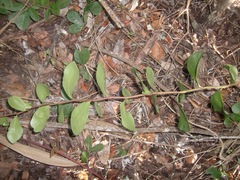 Pterocelastrus tricuspidatus