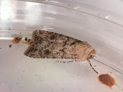Agrotis