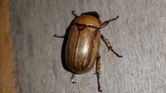 Coleoptera