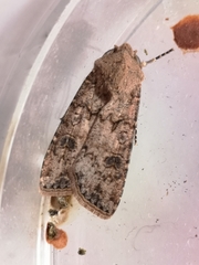 Agrotis