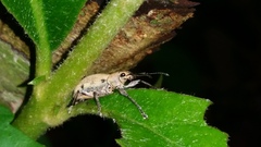 Coleoptera