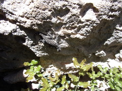 Ptyodactylus puiseuxi