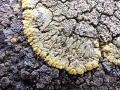 Candelariella medians