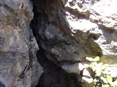 Ptyodactylus puiseuxi