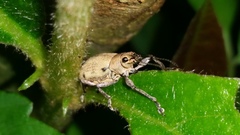 Coleoptera