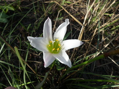 Zephyranthes simpsonii