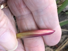 Zephyranthes simpsonii