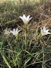 Zephyranthes simpsonii