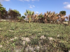 Zephyranthes simpsonii