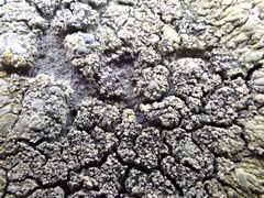 Candelariella medians