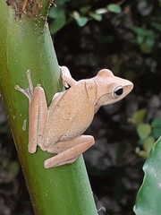 Polypedates leucomystax