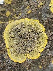 Candelariella medians