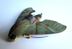 Eumorpha labruscae