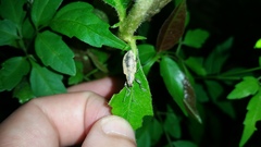 Coleoptera