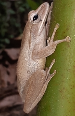 Polypedates leucomystax