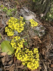 Stigmaphyllon floribundum