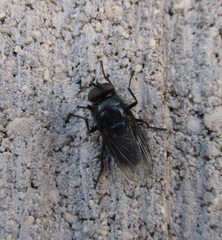 Protocalliphora