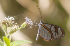 Oleria aquata