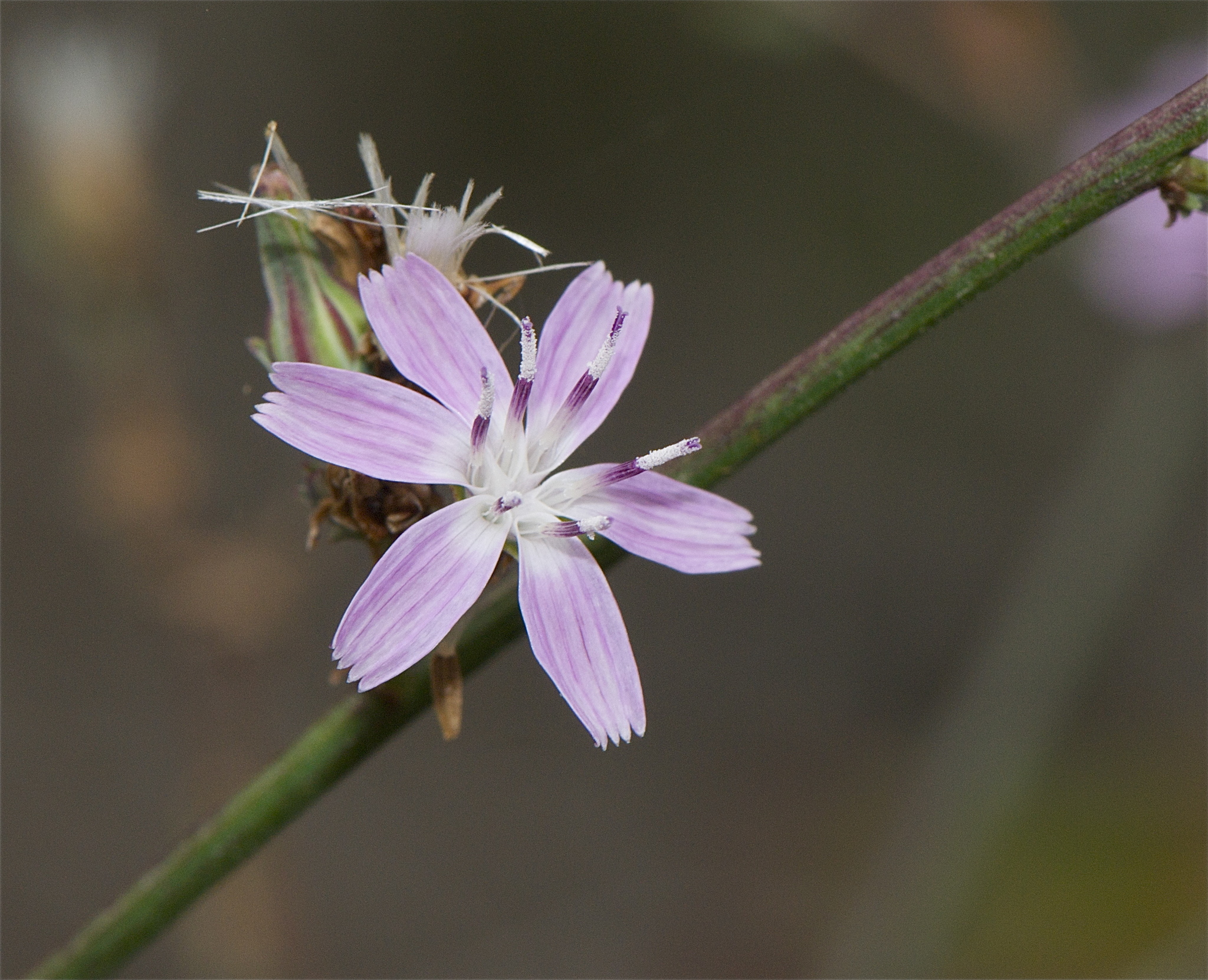 Stephanomeria virgata
