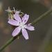 Stephanomeria virgata - Photo (c) Jerry Kirkhart, algunos derechos reservados (CC BY)