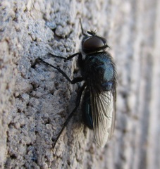 Protocalliphora