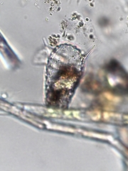 Euglypha