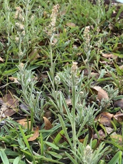 Gamochaeta antillana