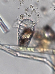 Euglypha