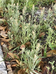 Gamochaeta antillana