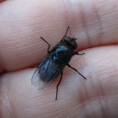 Protocalliphora