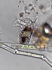 Euglypha