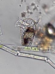 Euglypha