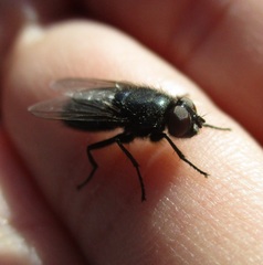 Protocalliphora