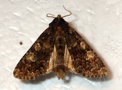 Apamea rubrirena