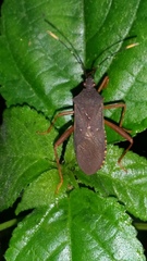 Leptoscelis elongator