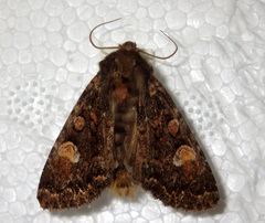 Apamea rubrirena