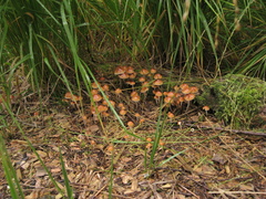 Hypholoma marginatum