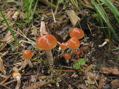 Hypholoma marginatum