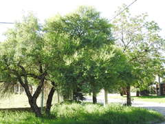 Vachellia caven