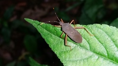 Leptoscelis elongator
