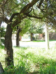 Vachellia caven