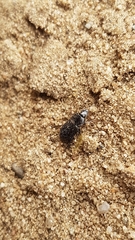 Carabidae
