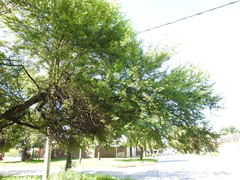 Vachellia caven