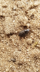 Carabidae